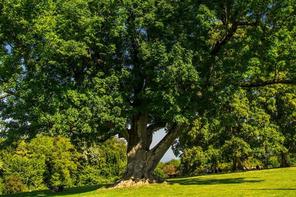 Green ASH