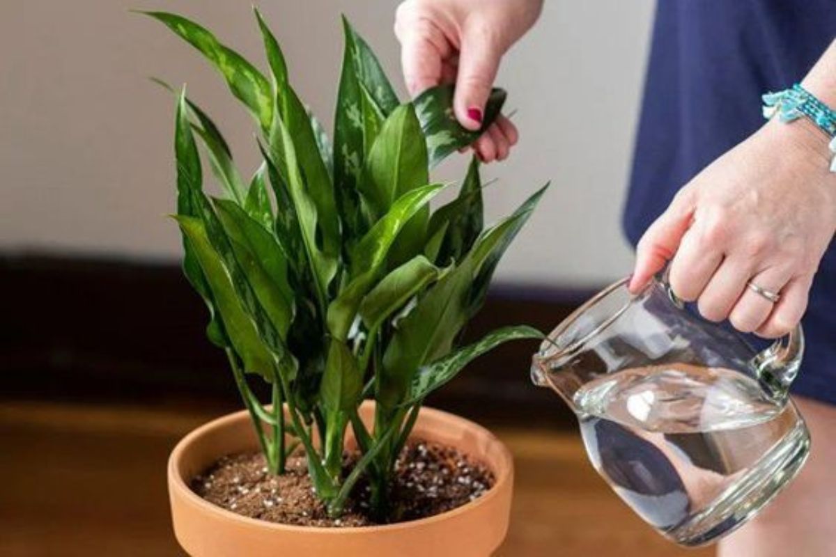 Mất nhiều thời gian và chi phí để chăm sóc cây xanh