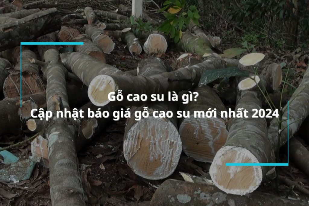 Gỗ cao su là gì? Cập nhật báo giá gỗ cao su mới nhất 2024