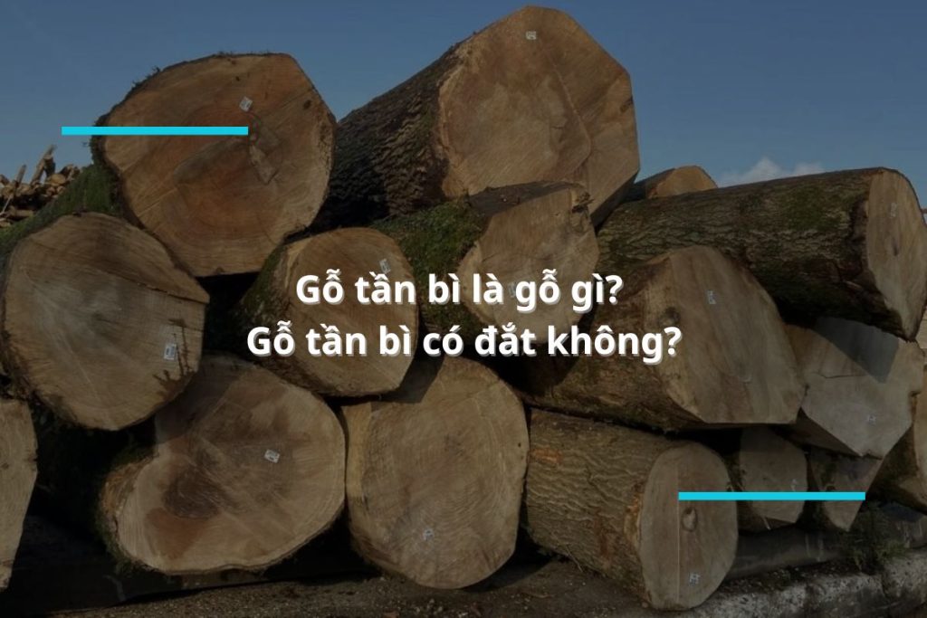 Gỗ tần bì là gỗ gì? Gỗ tần bì có đắt không?