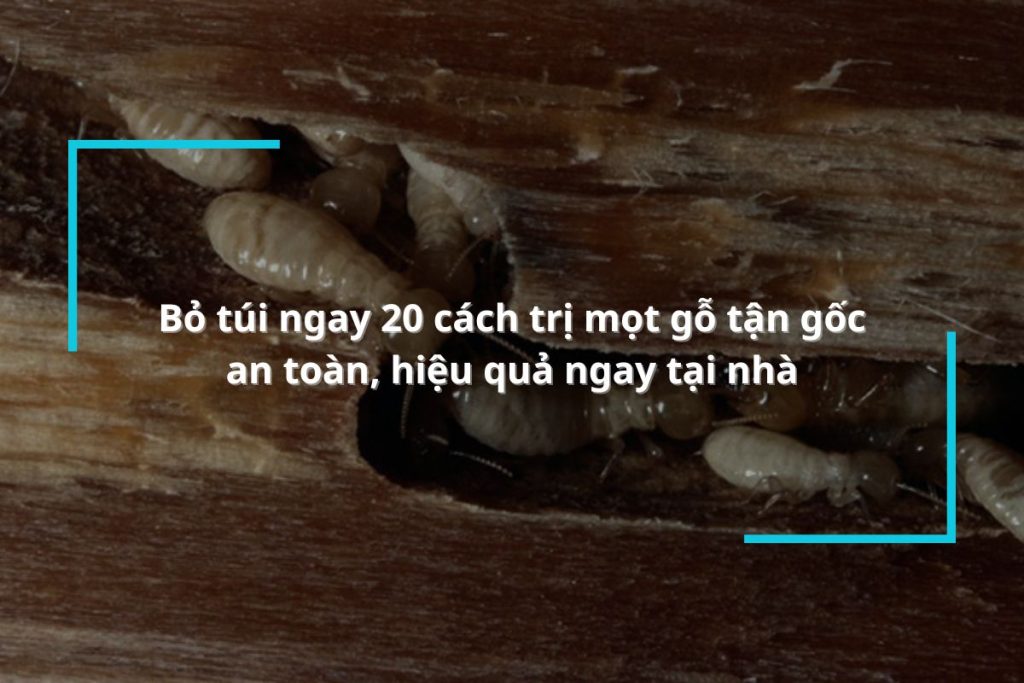 Bỏ túi ngay 20 cách trị mọt gỗ an toàn, hiệu quả ngay tại nhà