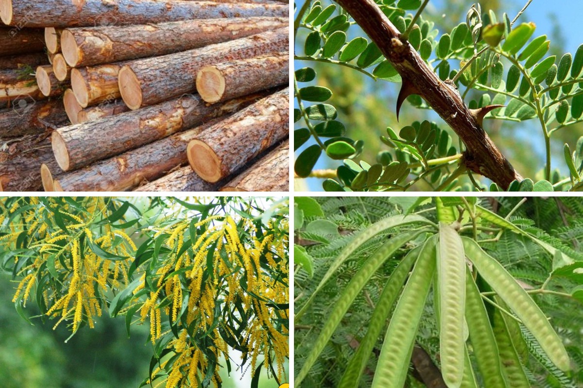 Đặc điểm sinh trưởng của cây keo
