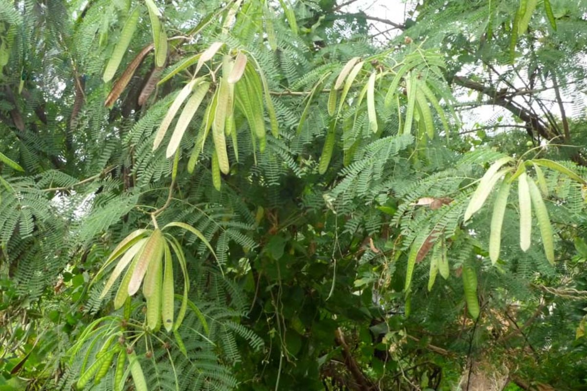 Gỗ keo dậu