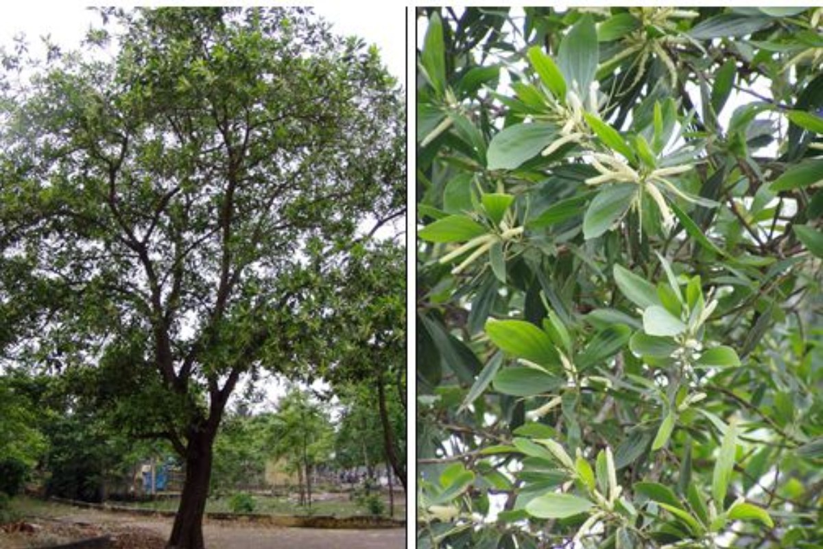 Gỗ keo tai tượng