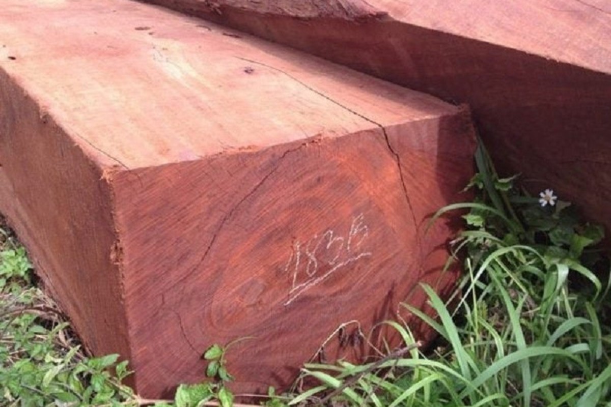 Gỗ xá xị đỏ
