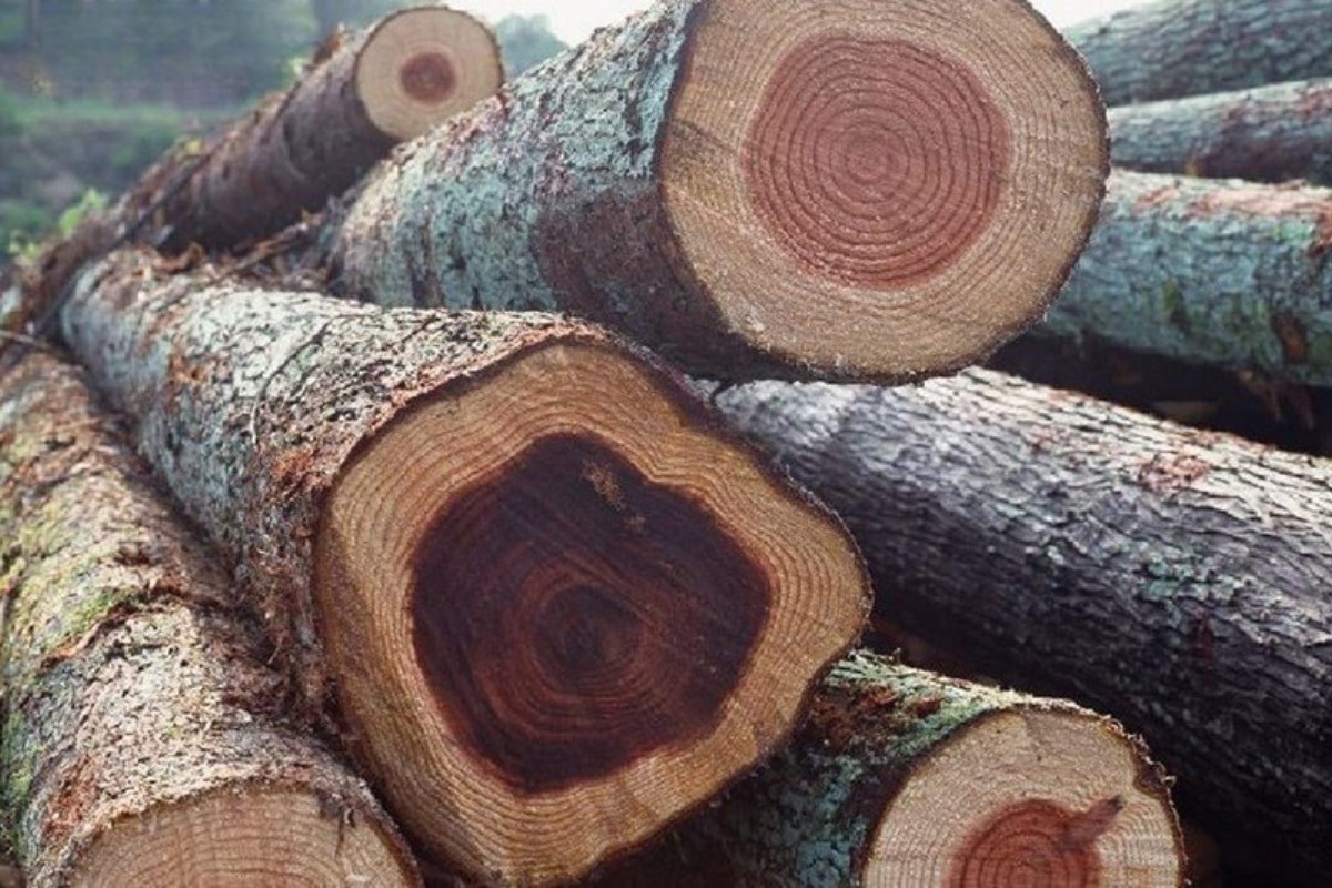 Một số câu hỏi thường gặp liên quan đến gỗ xá xị