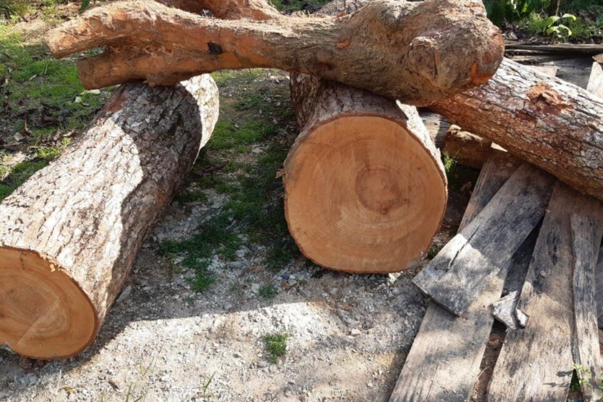 Khái niệm gỗ xá xị