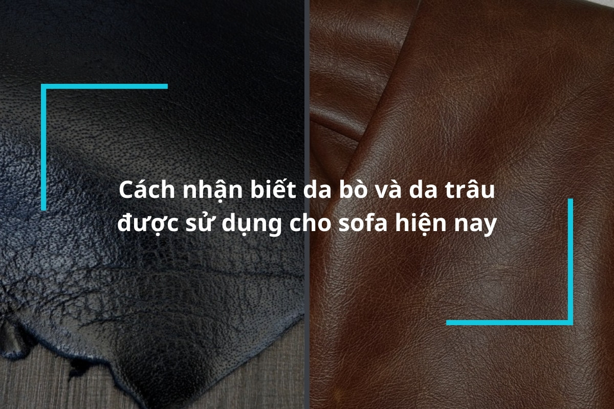 Cách nhận biết da bò và da trâu được sử dụng cho sofa trên thị trường hiện nay