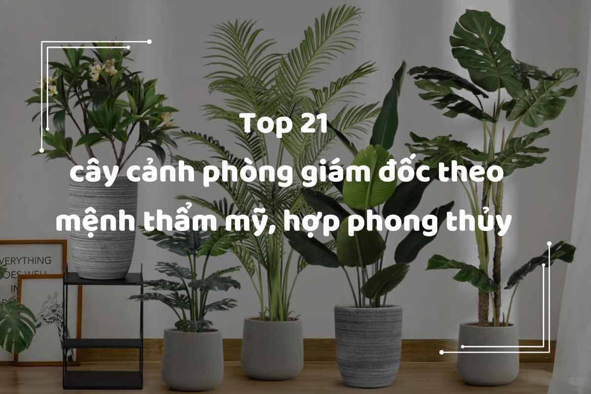 cay canh phong giam doc