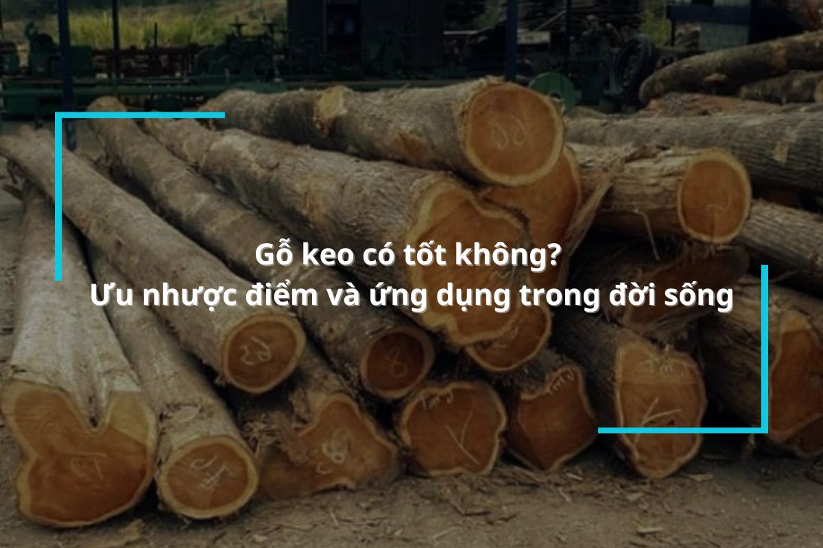 Gỗ keo có tốt không? Đặc điểm, phân loại và ứng dụng trong đời sống