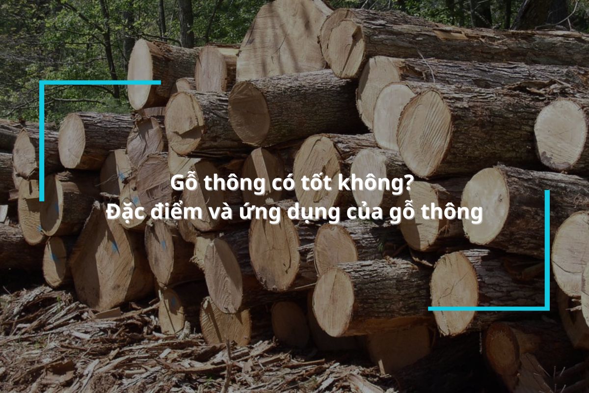 Gỗ thông có tốt không? Đặc điểm và ứng dụng của gỗ thông trong đời sống