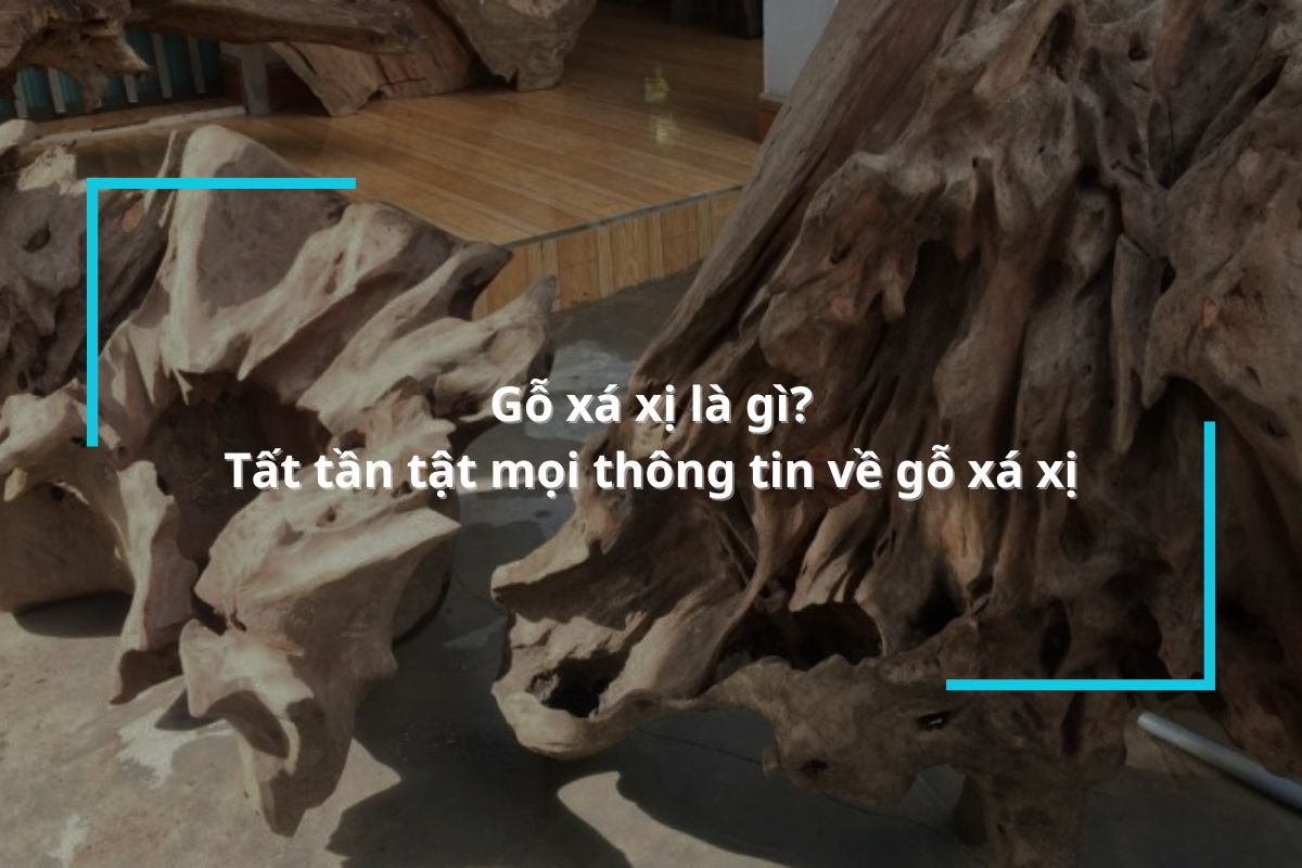 Gỗ xá xị là gì? Tất tần tật mọi thông tin về gỗ xá xị