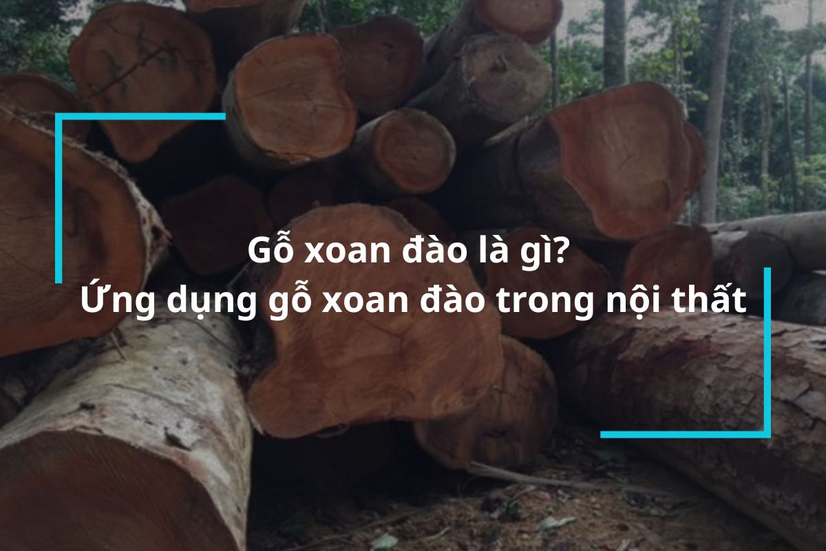 Gỗ xoan đào là gì? Ứng dụng gỗ xoan đào trong thiết kế nội thất