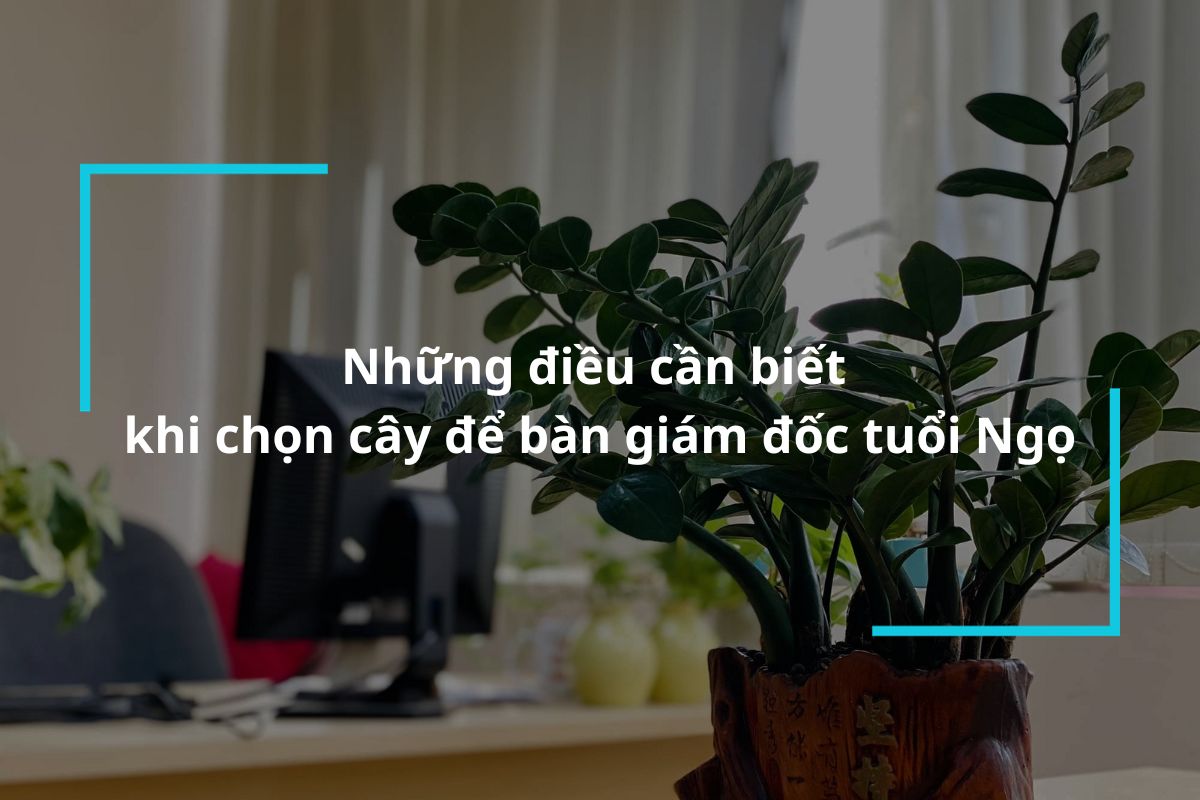 Những điều cần biết khi chọn cây để bàn giám đốc tuổi Ngọ