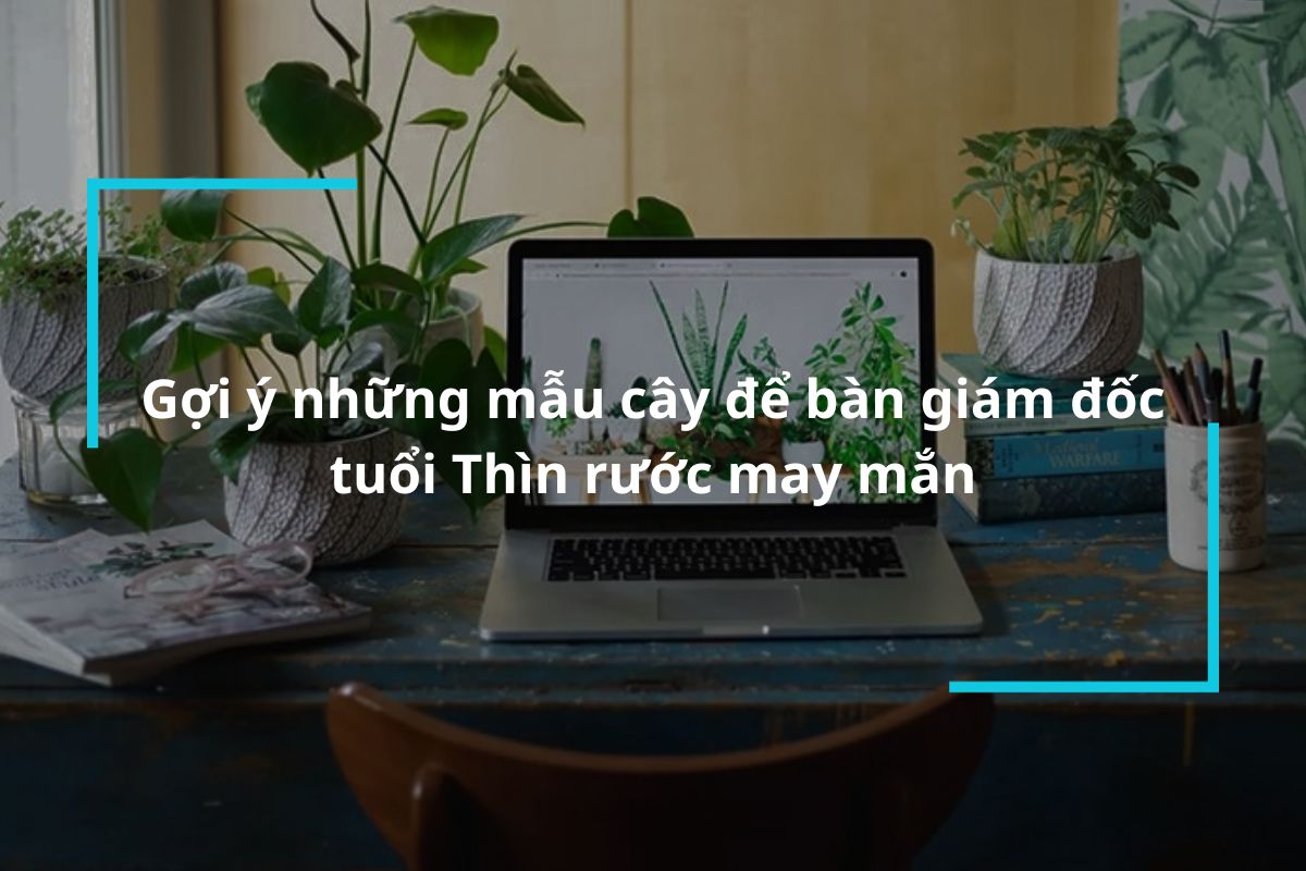 Gợi ý những mẫu cây để bàn giám đốc tuổi Thìn rước may mắn