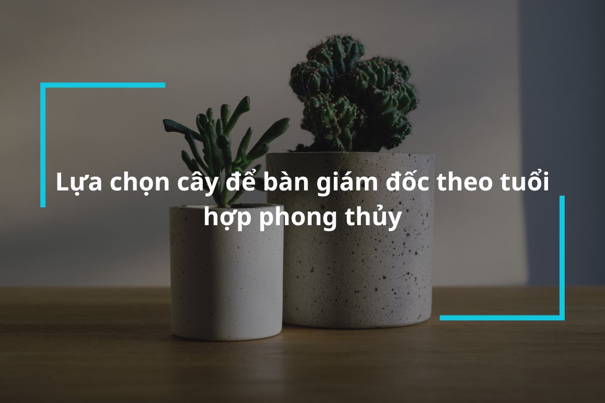Lựa chọn cây để bàn giám đốc theo tuổi hợp phong thủy
