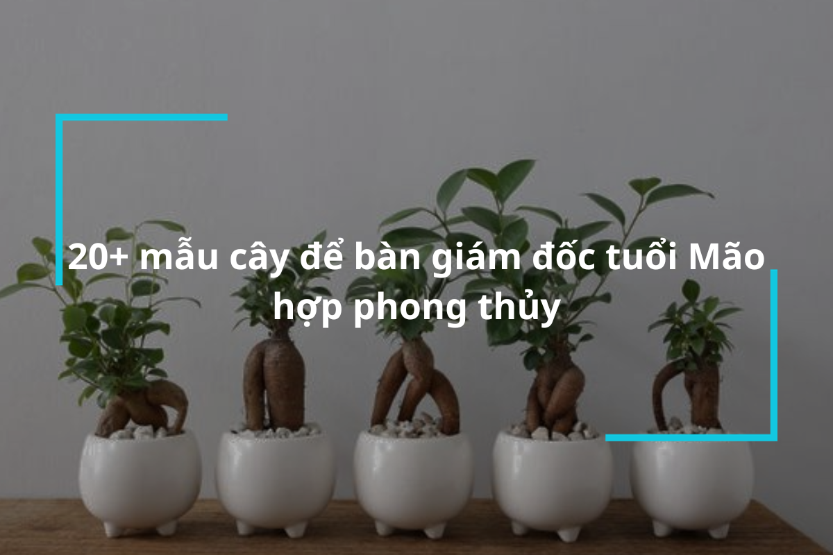 Khám phá những mẫu cây để bàn giám đốc tuổi Mão sinh tài, giữ của