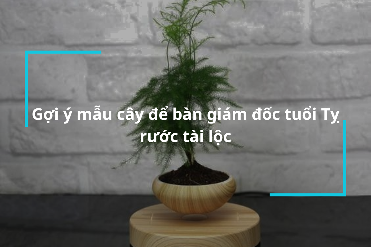 Gợi ý những mẫu cây để bàn giám đốc tuổi Tỵ rước tài lộc